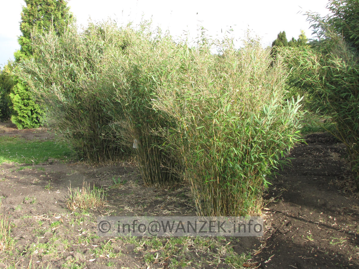 Fargesia 1,5x2,5m.JPG